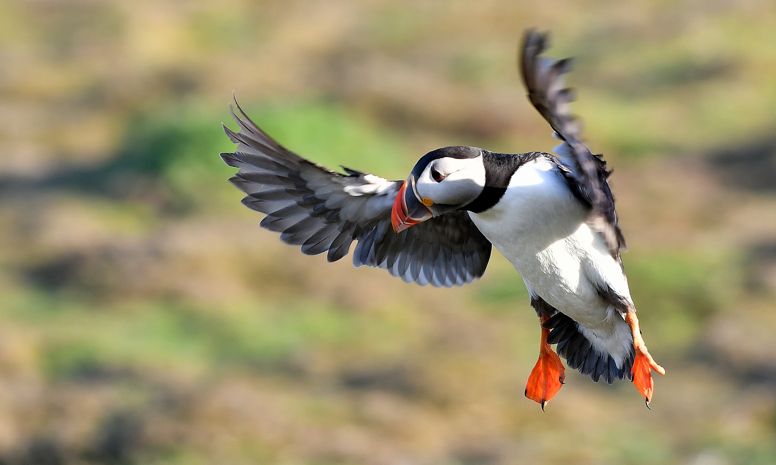 Puffin