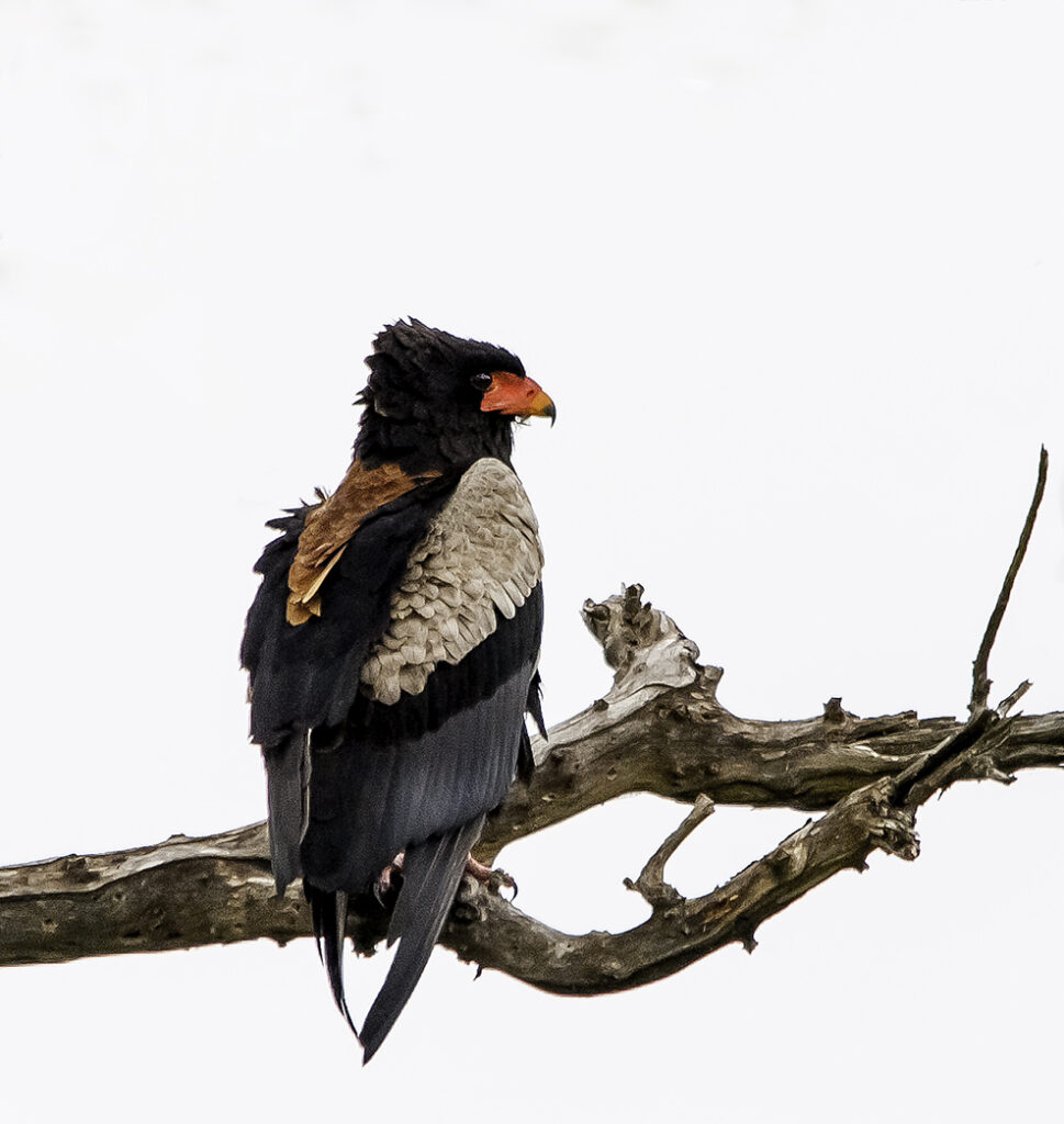 Bateleur Eagle 