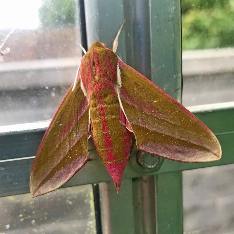 Elephant Hawk-moth
