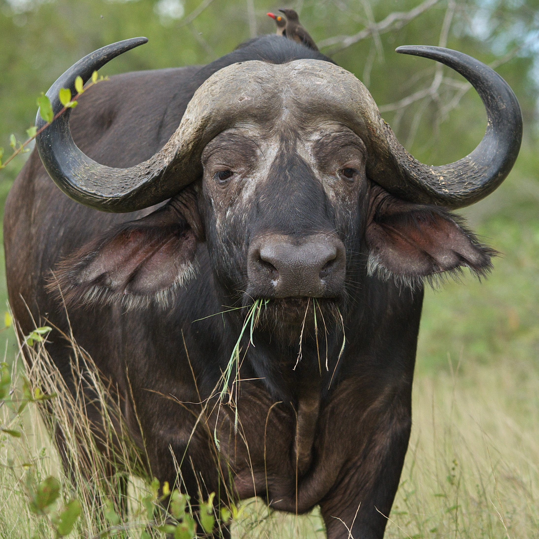 Water Buffalo