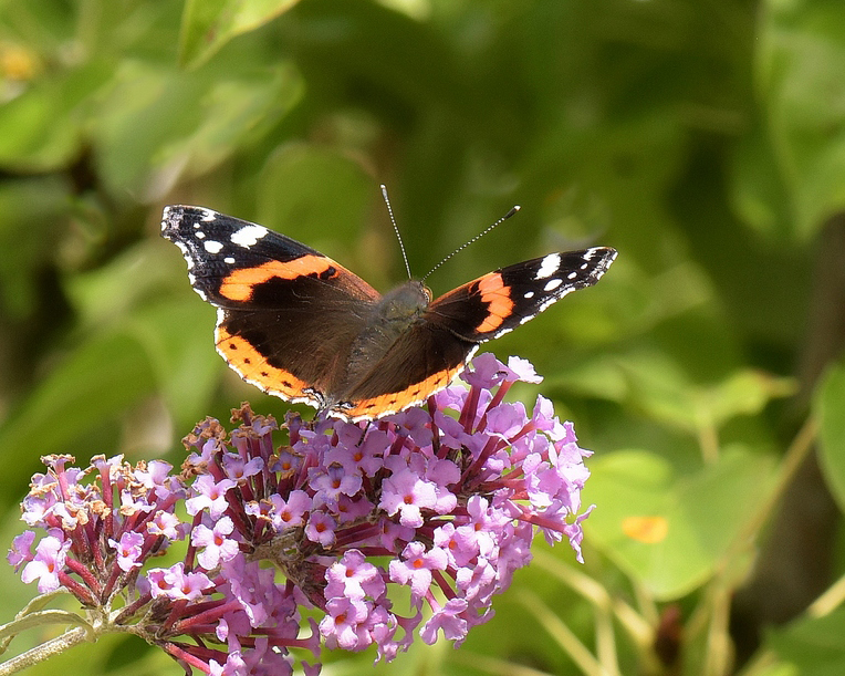 Red Admiral Butterfly