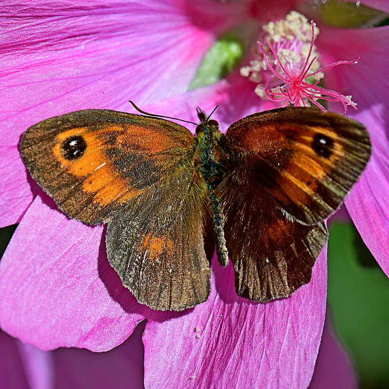 butterfly